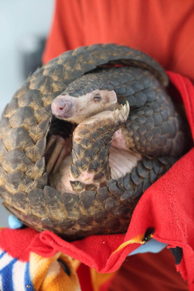 Ninh Bình: Cứu hộ thành công cá thể tê tê vàng cực kỳ quý hiếm ảnh 1