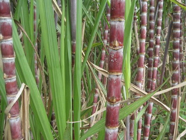 Công nghệ mới biến đường thành quần áo mặc hàng ngày ảnh 1