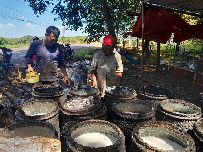 ttxvn_cao sau Binh phuoc.jpg