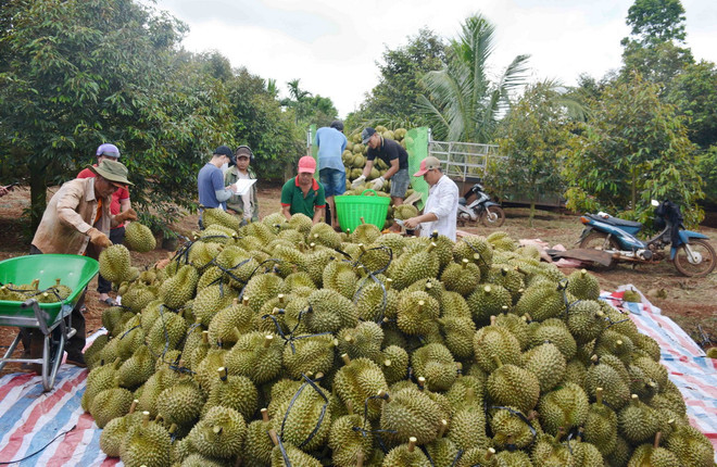 ttxvn_thu_hoach_sau_rieng 1.jpg