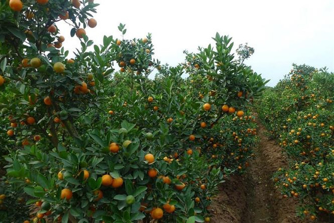 Hải Dương: Làng quất cảnh Thanh Hà thu lãi cao từ vụ Tết ảnh 2