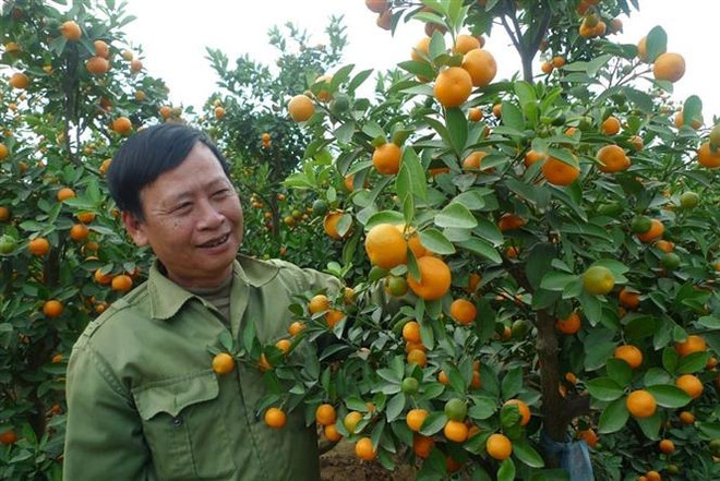 Hải Dương: Làng quất cảnh Thanh Hà thu lãi cao từ vụ Tết ảnh 1