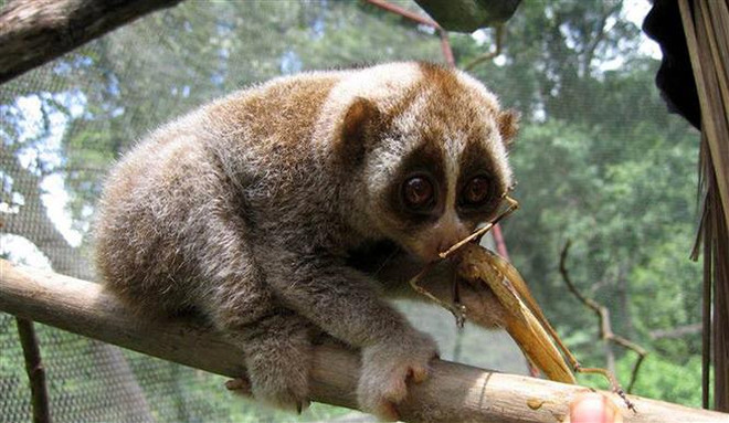 Bảo tồn loài Cu li quý hiếm tại Khu Bảo tồn thiên nhiên Xuân Liên ảnh 1