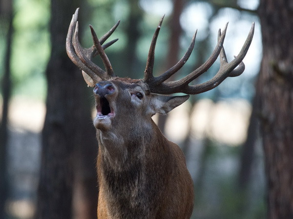 Số lượng động vật hoang dã giảm hơn một nửa trong 40 năm qua ảnh 1