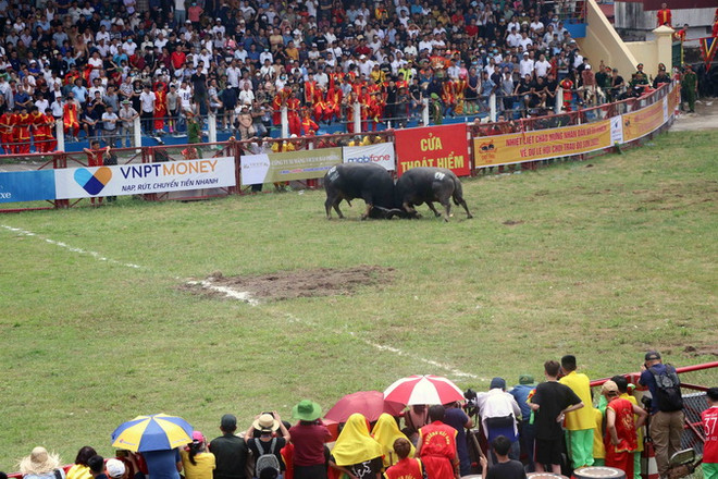 Hải Phòng: Không có việc trâu chọi bị tiêm thuốc kích thích ảnh 1