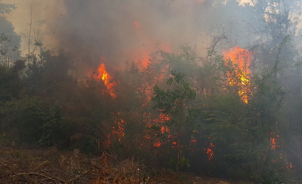 Thừa Thiên-Huế: Huy động hơn 200 người dập cháy 2ha rừng thông ảnh 1
