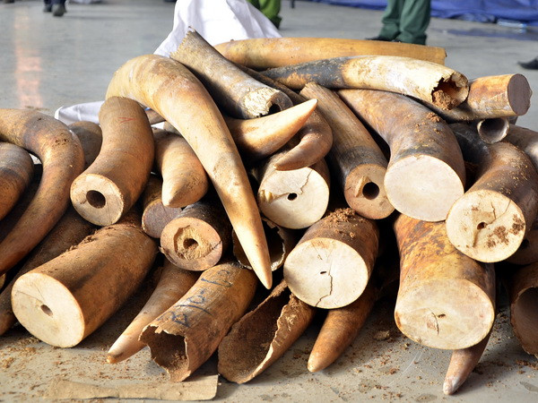 Phát hiện thêm vụ vận chuyển 700kg ngà voi ngụy trang trong gỗ ảnh 1