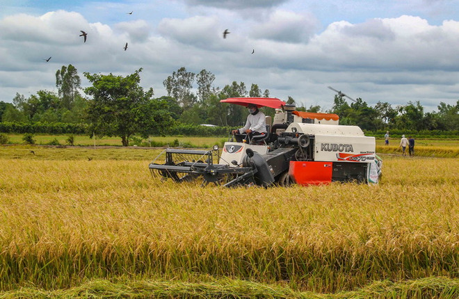 Thị trường nông sản tuần qua: Giá lúa, gạo ở ĐBSCL giảm nhẹ ảnh 1