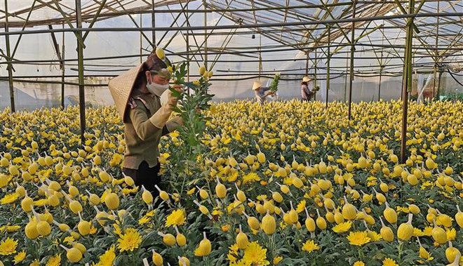 Giá hoa cúc Đà Lạt tăng cao kỷ lục trong dịp Rằm tháng Bảy ảnh 1