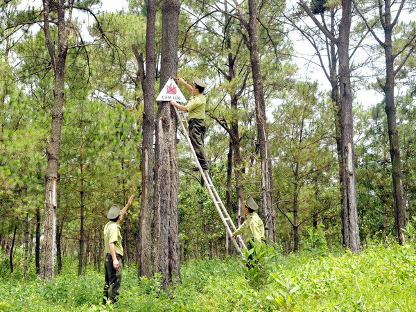 Ban Chỉ đạo Tây Nguyên kiểm tra công tác quản lý rừng tại Gia Lai ảnh 1