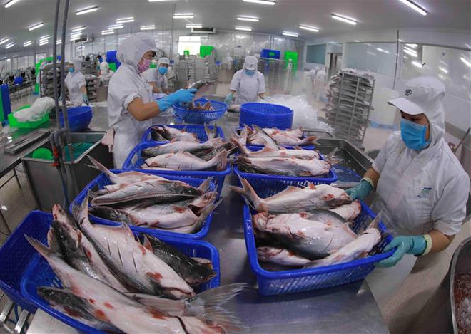 Một dây chuyền chế biến cá tra xuất khẩu. (Ảnh: Vũ Sinh/TTXVN) Các doanh nghiệp thủy sản đối diện áp lực chi phí và nguyên liệu ảnh 1