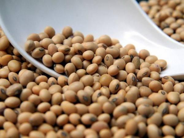 Giá đậu tương giảm trước đồn đoán kho dự trữ chạm mức kỷ lục ảnh 1