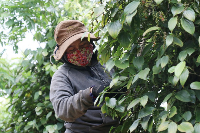 Mở cơ hội cho mặt hàng gia vị và hương liệu Việt Nam vươn ra thế giới ảnh 3