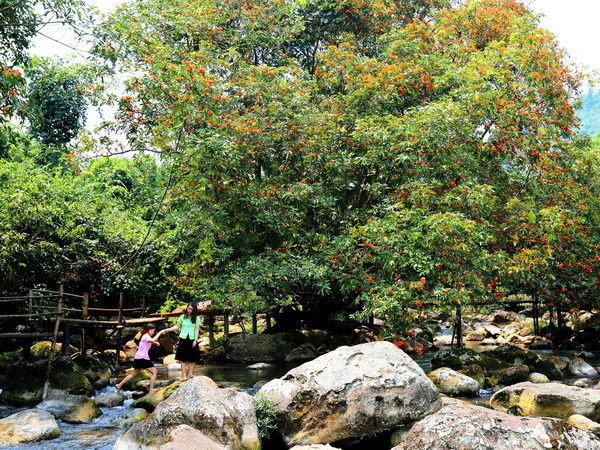 Thả về Vườn Phong Nha-Kẻ Bàng 48 cá thể động vật quý hiếm ảnh 1