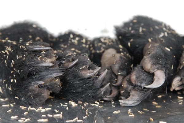 Thanh Hóa: Bắt giữ xe ôtô vận chuyển trái phép 18 chiếc chân gấu ảnh 1