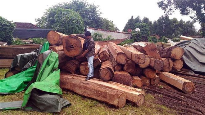 Tuyên án các đối tượng trong đường dây vận chuyển gỗ ở Gia Lai ảnh 3