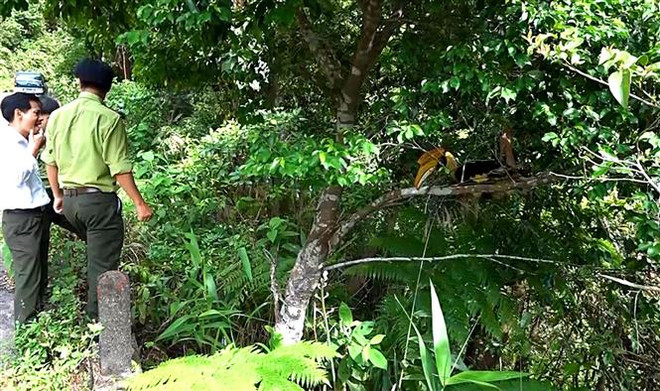 Thừa Thiên-Huế: Thả chim Hồng Hoàng có tên trong sách đỏ về rừng ảnh 2