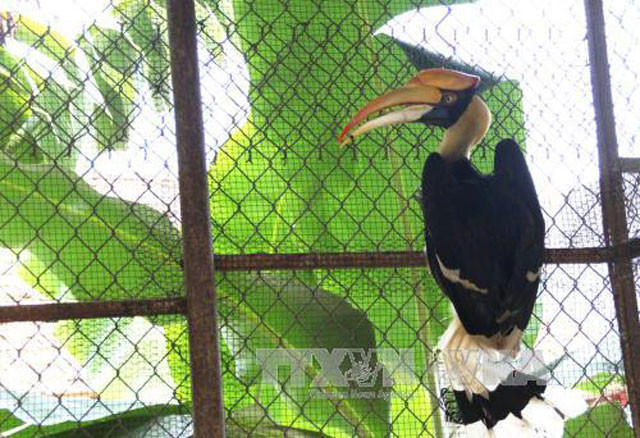 Thừa Thiên-Huế: Thả chim Hồng Hoàng có tên trong sách đỏ về rừng ảnh 1