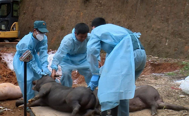 TP.HCM bảo đảm nguồn cung thịt lợn an toàn cho người tiêu dùng ảnh 1