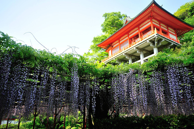 Thỏa sức du ngoạn đảo Kyushu miền Nam Nhật Bản bằng chuyên cơ ảnh 2