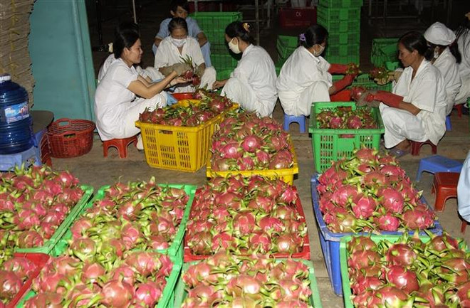 Việt Nam đề nghị Hoa Kỳ tạo thuận lợi cho xuất khẩu hoa quả tươi ảnh 1