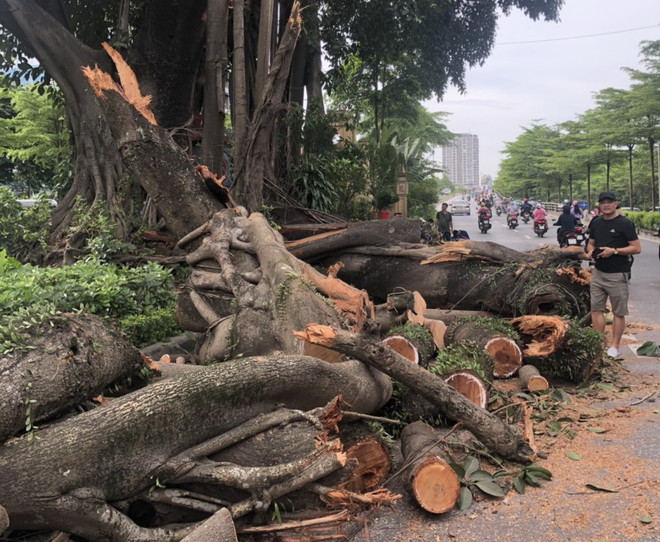 Hà Nội: Cành đa trăm tuổi gãy đổ chắn ngang đường trên cao ảnh 1