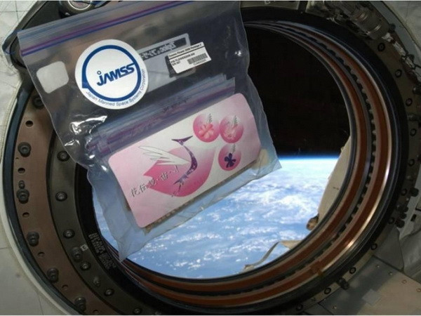 Người Nhật phát sốt với cây anh đào ‘thần kỳ’ từ vũ trụ ảnh 2