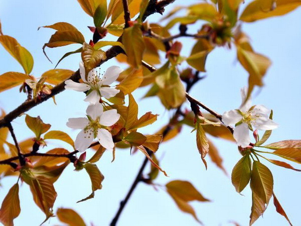 Người Nhật phát sốt với cây anh đào ‘thần kỳ’ từ vũ trụ ảnh 1