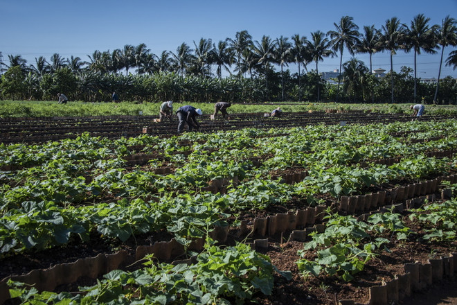 Cuba trước cơ hội tạo ra một “thế cờ mới” trong cơ cấu kinh tế ảnh 2