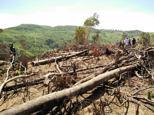 Bình Định: Thêm vụ phá rừng phòng hộ quy mô lớn để trồng keo lai ảnh 1