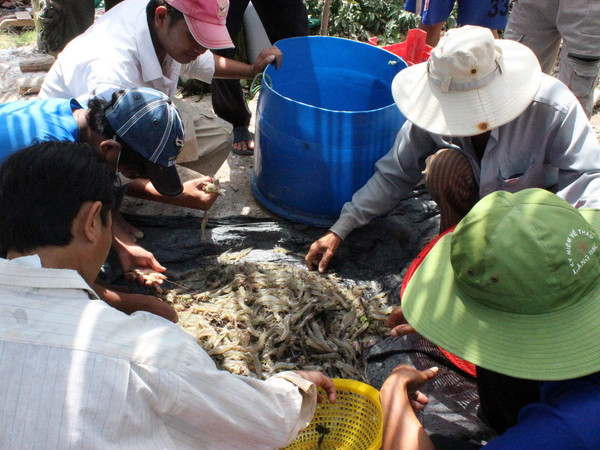 Dân Bạc Liêu lao đao vì giá tôm thẻ chân trắng giảm mạnh ảnh 1