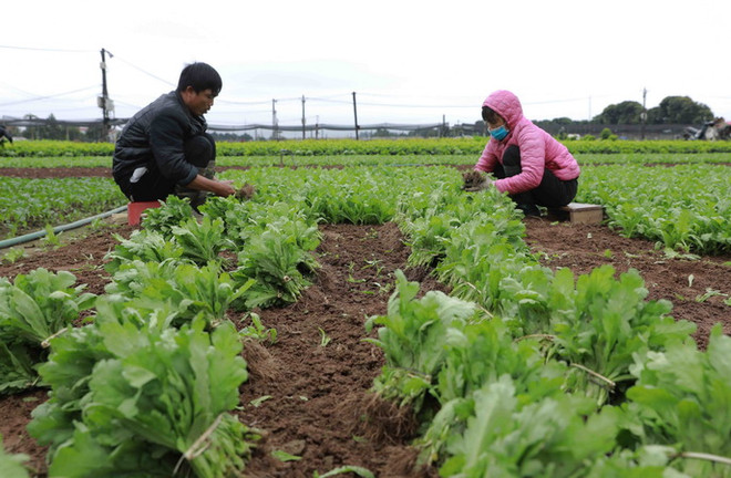 Hà Nội: Hỗ trợ xây dựng thương hiệu cho hợp tác xã ảnh 2