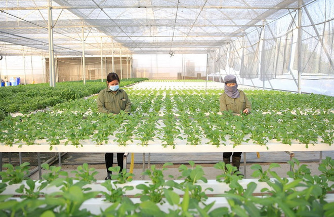 Hà Nội: Hỗ trợ xây dựng thương hiệu cho hợp tác xã ảnh 1