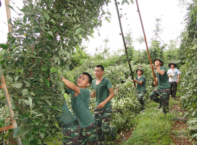 Bình Phước: Lốc xoáy chưa từng có, 70.000 trụ tiêu gãy đổ ảnh 2