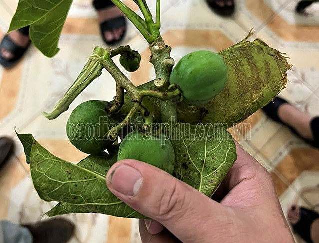 Điện Biên: Rủ nhau hái quả dại về ăn, 40 học sinh nhập viện cấp cứu ảnh 1