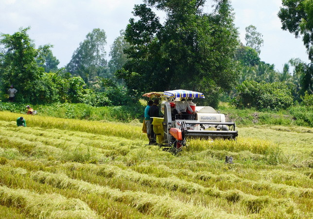 Cổ phiếu ngành gạo thu hút sự chú ý lớn của giới đầu tư ảnh 1