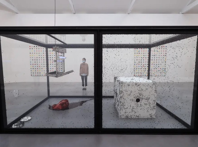 Đức: Tác phẩm nghệ thuật sắp đặt bị dỡ bỏ vì vi phạm ‘ruồi quyền” ảnh 1