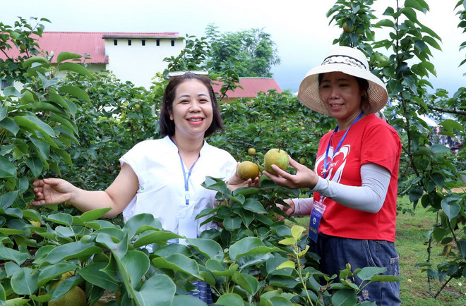 Du khách thích thu tham gia trải nghiệm hái lê tại vườn trong lễ hội. (Ảnh: Quốc Khánh/TTXVN) ttxvn_trai_nghiem_thu_hoach_le_tai_bat_xat_lao_cai.jpg