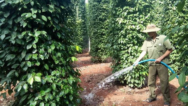 Việt Nam không có chủ trương tăng diện tích trồng cây hồ tiêu ảnh 1