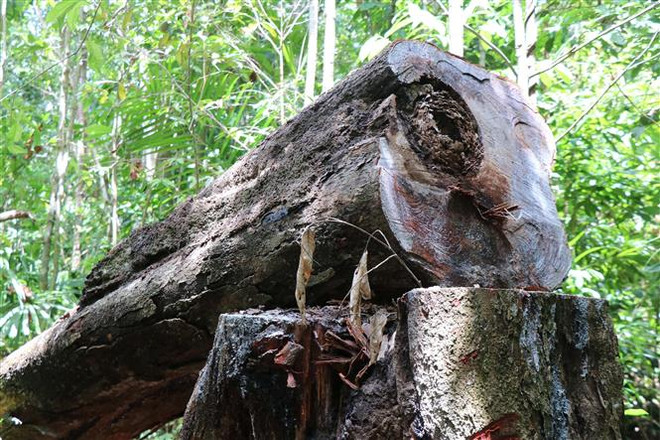 Quảng Ngãi: Rừng phòng hộ ở Đức Phổ liên tục bị chặt phá ảnh 1