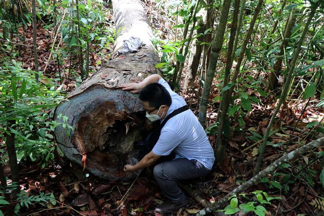 Quảng Ngãi: Rừng phòng hộ ở Đức Phổ liên tục bị chặt phá ảnh 2