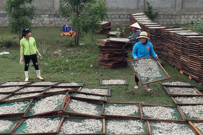 Ngư dân tỉnh Quảng Ngãi liên tiếp trúng đậm cá cơm gần bờ ảnh 1