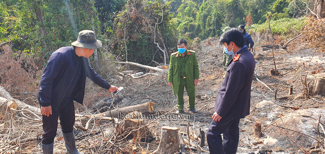 Lực lượng chức năng khám nghiệm hiện trường vụ phá rừng. (Nguồn: baolamdong.vn) Lâm Đồng: Phá rừng phòng hộ quy mô lớn tại thành phố Đà Lạt ảnh 1