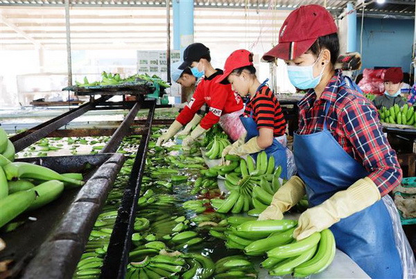 Trái cây sạch cho thị trường nội địa: Nền tảng thúc đẩy xuất khẩu ảnh 2