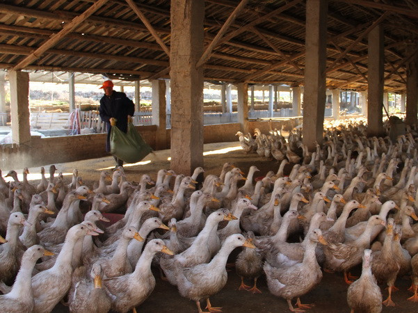 Tăng cường phòng chống cúm gia cầm trong mùa Đông-Xuân ảnh 1