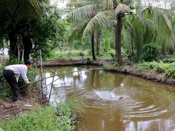Cà Mau: Giá cá bống tượng giảm, người nuôi mất hàng chục tỷ đồng ảnh 1