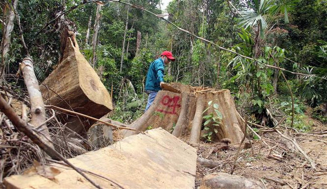 Khởi tố, bắt tạm giam 2 bị can liên quan vụ phá rừng Nam Giang ảnh 1