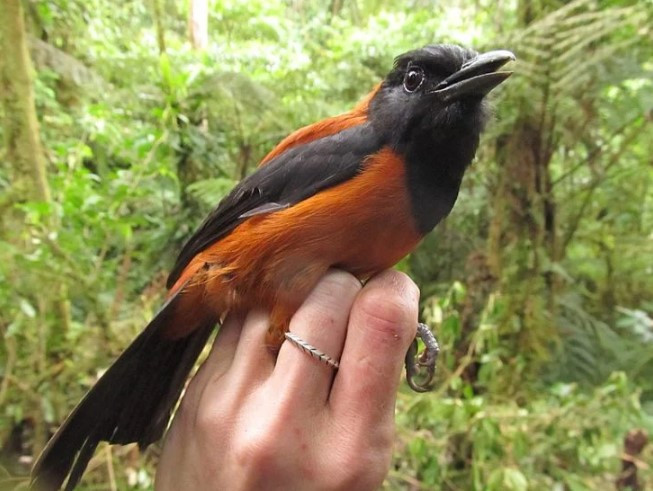 Chất độc của pitohui có thể gây liệt, ngưng tim và tử vong cho những nạn nhân bị trúng độc nặng. (Nguồn: Oddity Central) Pitohui, loài chim có độc duy nhất trên thế giới ở Papua New Guinea ảnh 2