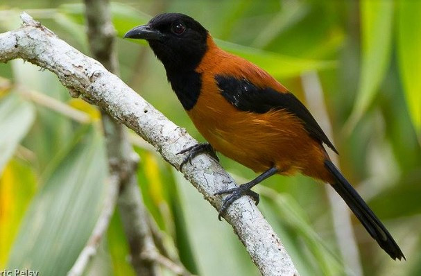 Pitohui chứa nhiều chất độc BTX trong lông và da của nó. (Nguồn: Oddity Central) Pitohui, loài chim có độc duy nhất trên thế giới ở Papua New Guinea ảnh 1