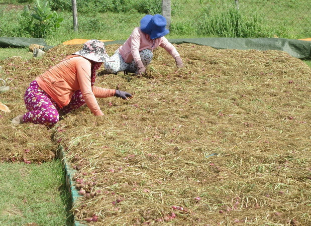 Nông sản chủ lực của tỉnh Ninh Thuận gặp khó về đầu ra do dịch ảnh 1